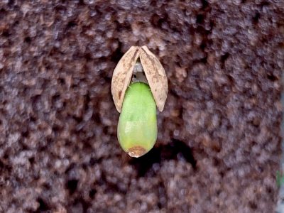 Cannabis seedling emerging from a growing-medium plug
