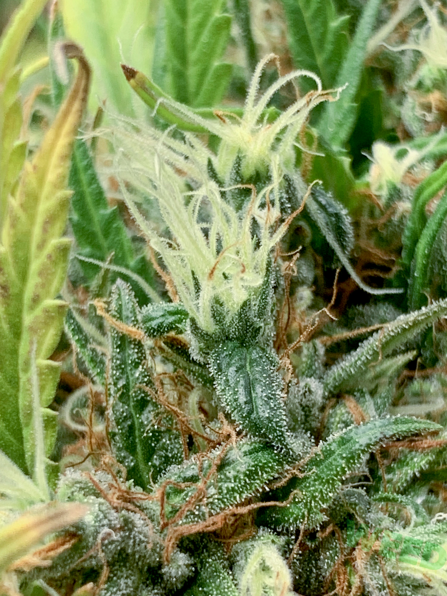 Whole cannabis flower approaching harvest with pale and darkened pistils