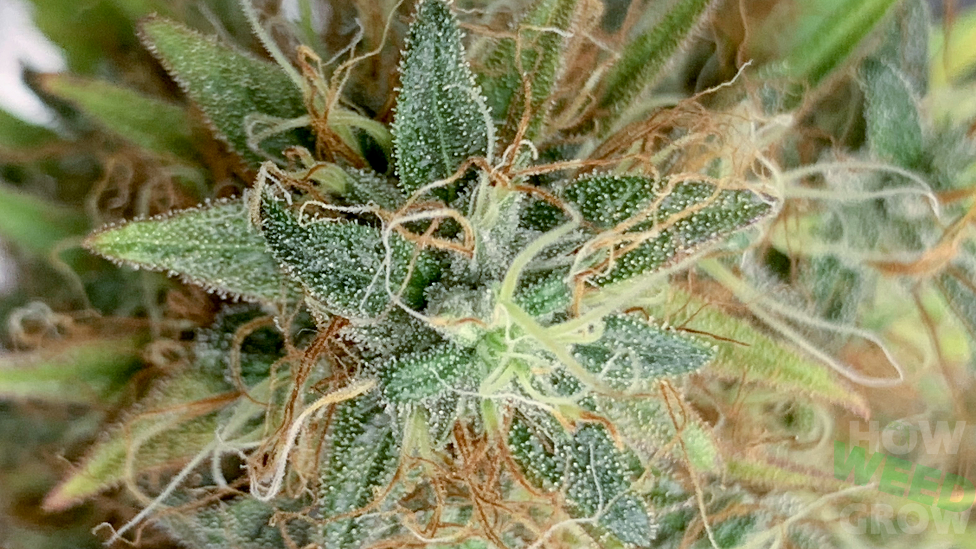 Maturing cannabis flower with mixed pistil colors and visible resin