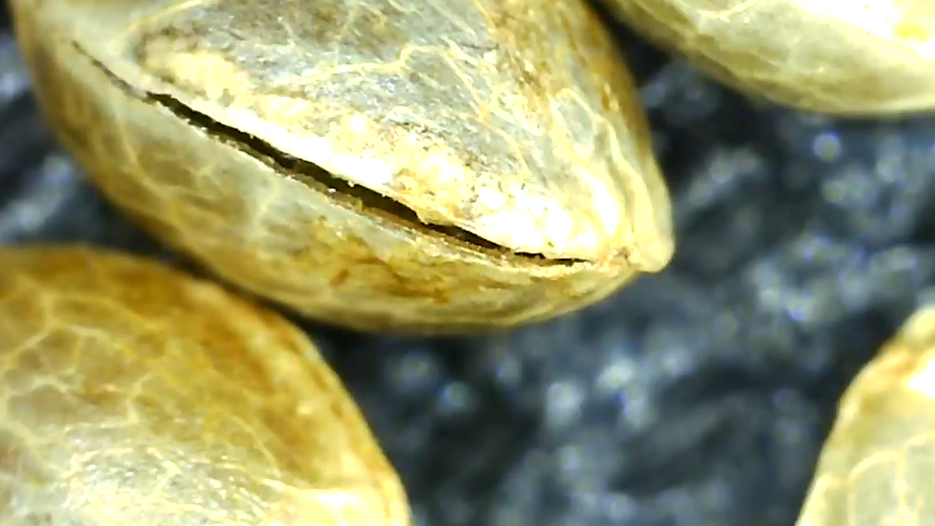Cracked cannabis seed inspected before a germination test