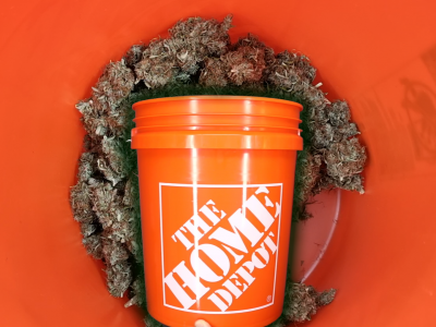 Cannabis buds curing in a food-safe five-gallon bucket