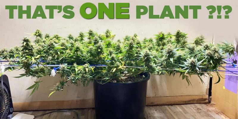 One cannabis plant spread across a closet with low-stress training and a SCROG trellis