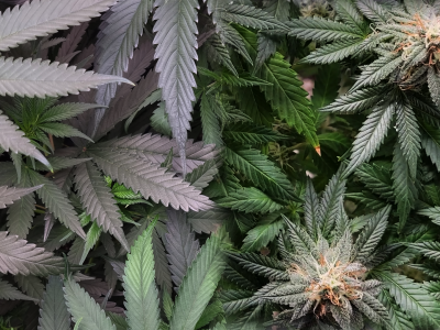 Flowering cannabis canopy inside an indoor grow tent