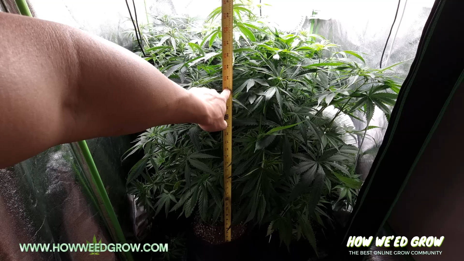 Indoor cannabis plant measured before changing from vegetative growth to a flowering light schedule