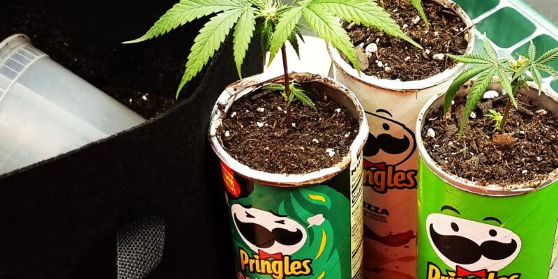 Blue Dream cannabis grow test in a Pringles can, part 1 setup