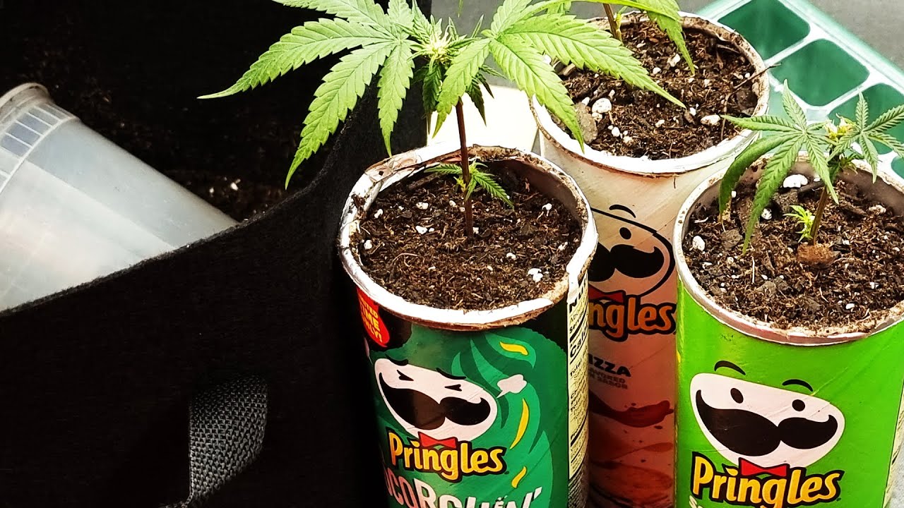 Blue Dream cannabis grow test in a Pringles can, part 1 setup