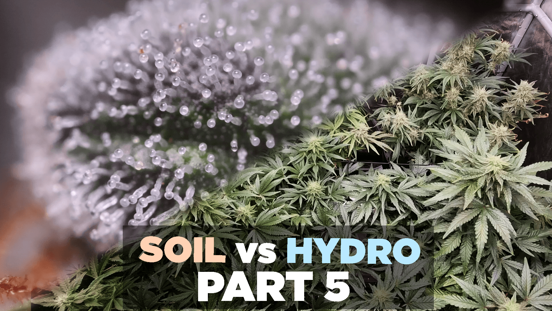 Hydrobuildervshydrowhey Comparison Suppfightscom