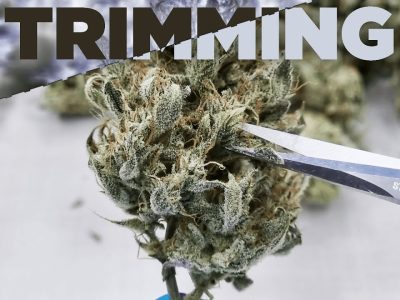 Scissors trimming leaves from a dried cannabis flower