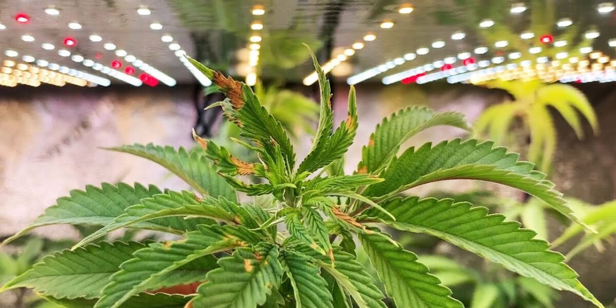 Cannabis light stress symptoms and canopy-light troubleshooting