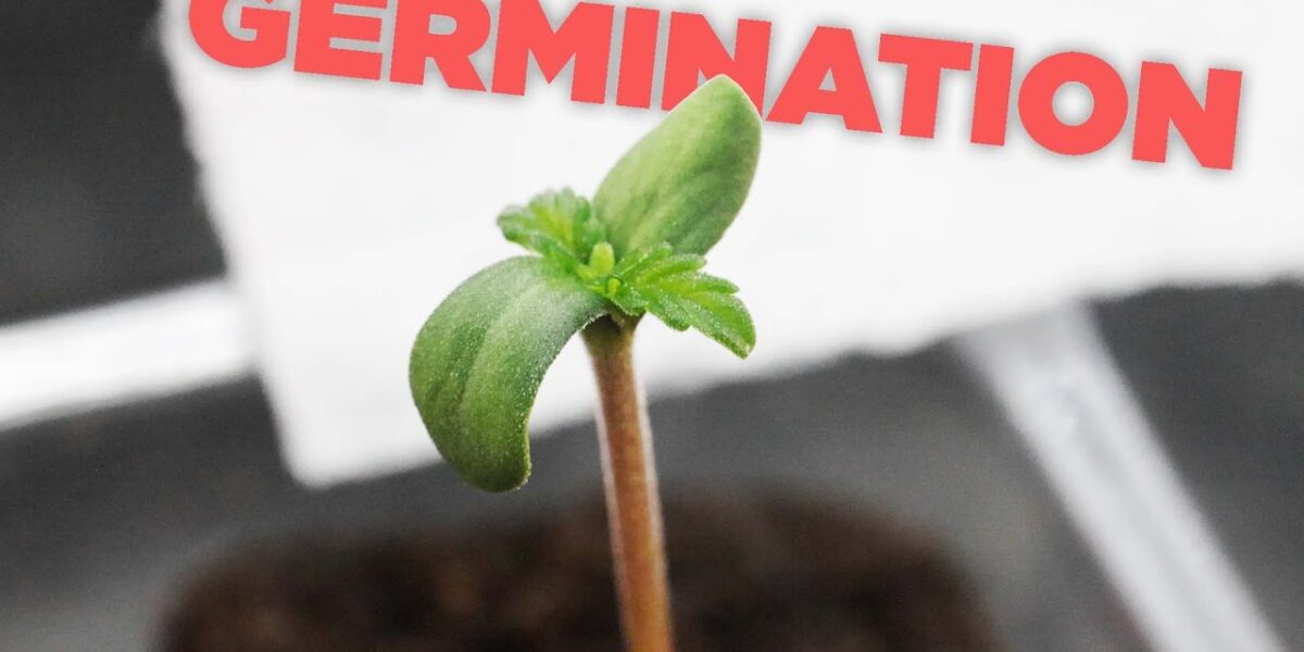 How to Germinate 🌱 Rapid Rooters - Cannabis, Hemp, Weed & Marijuana Seeds - Easy Sprout video thumbnail