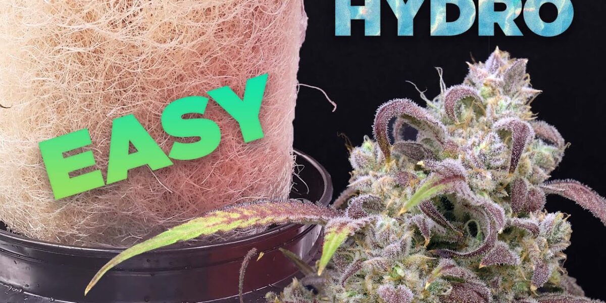 How to HYDRO EASY - COMPLETE GROW GUIDE Cannabis & Weed Hydroponic DWC video thumbnail