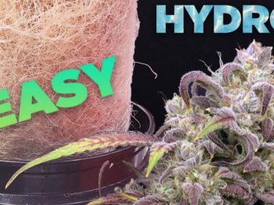 How to HYDRO EASY - COMPLETE GROW GUIDE Cannabis & Weed Hydroponic DWC video thumbnail
