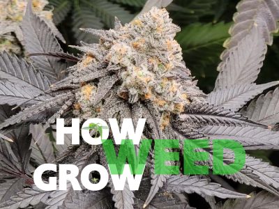 Purple cannabis flower used in the HWGrow beginner guide thumbnail