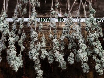 Cannabis branches hanging in a dark controlled drying space