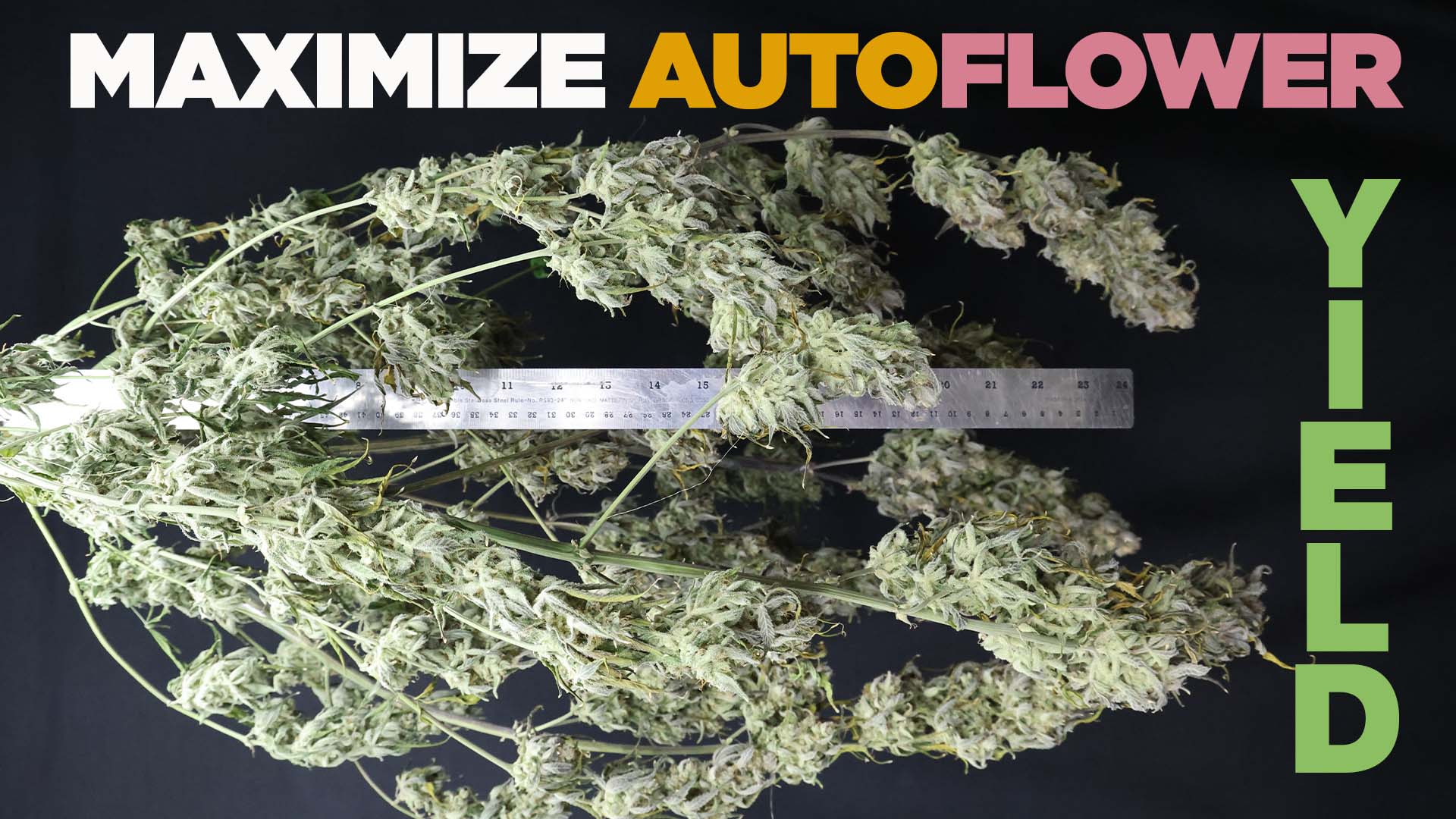 HWGrow autoflower container and root-zone yield comparison