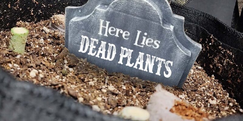 Cannabis plants growing in a previously used soil root ball during the HWGrow graveyard grow case study