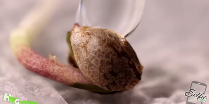 Cannabis seedling with a stuck seed shell over its cotyledons