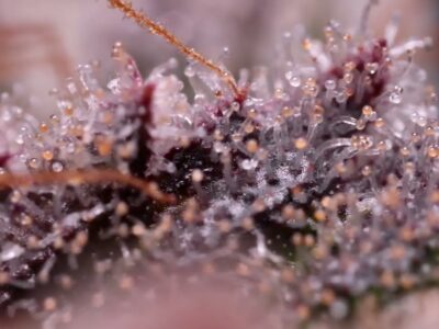 Clear cloudy and amber cannabis trichomes for deciding when to harvest