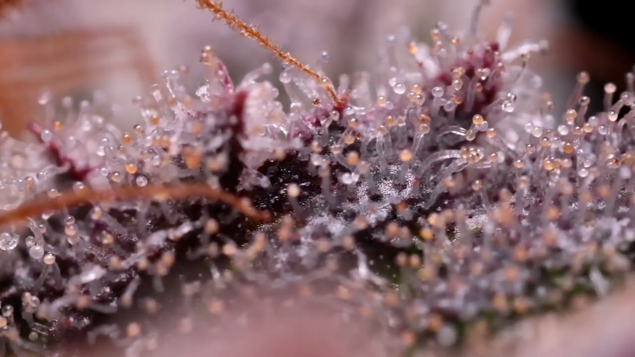 Clear cloudy and amber cannabis trichomes for deciding when to harvest