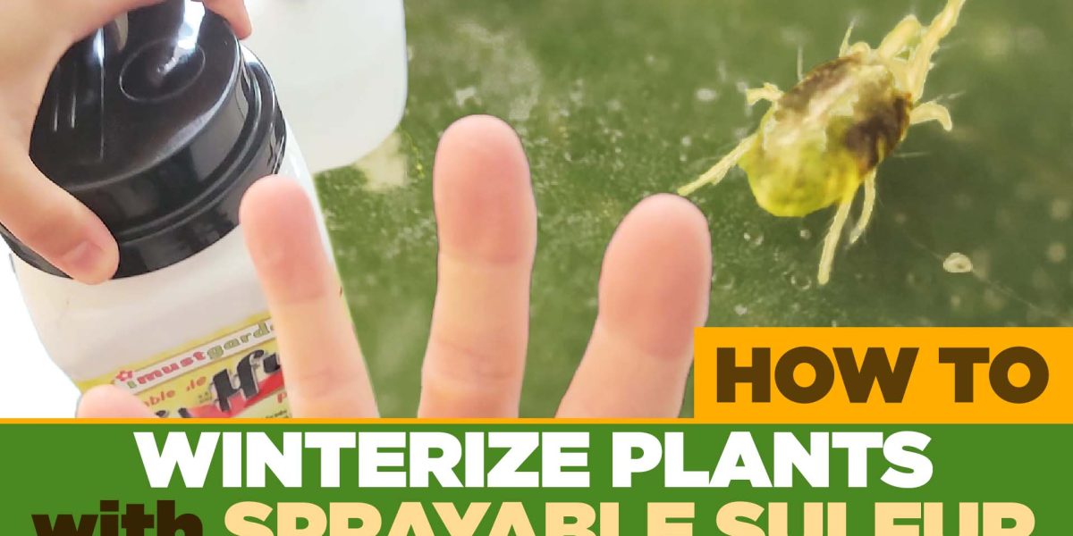 Outdoor plant being prepared for a pest-free move indoors before winter