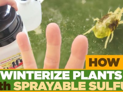 Outdoor plant being prepared for a pest-free move indoors before winter