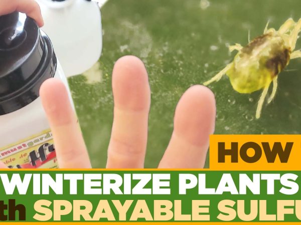 Outdoor plant being prepared for a pest-free move indoors before winter