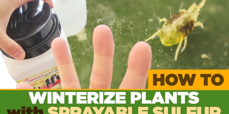 Outdoor plant being prepared for a pest-free move indoors before winter