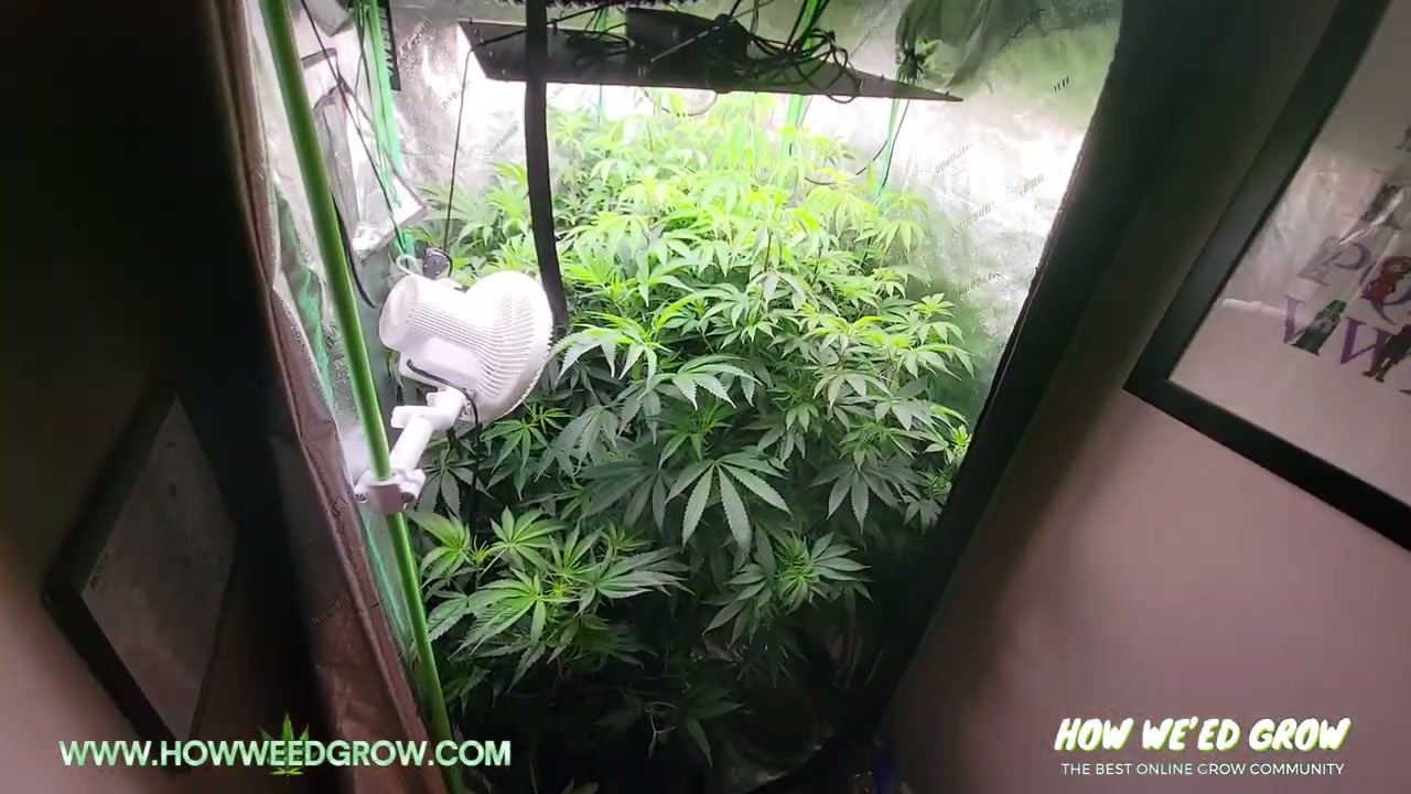 Dense cannabis canopy growing below the 2022 AC Infinity IONBOARD S44 in a reflective grow tent