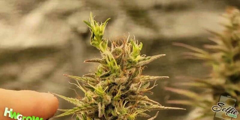 Flowering cannabis canopy grown under an LED grow light