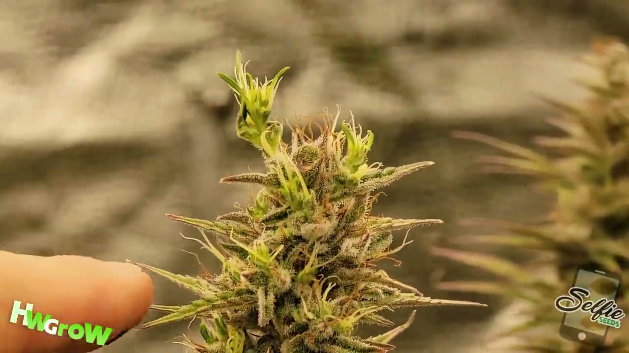Flowering cannabis canopy grown under an LED grow light
