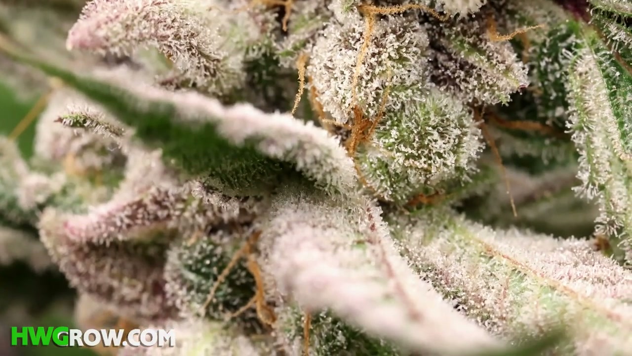 Close view of cannabis flower trichomes inspected with a grower's loupe
