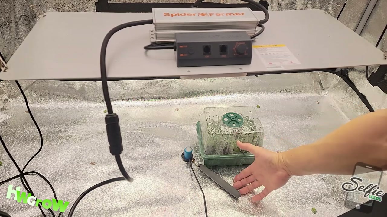 Dimmable LED grow light and controller above a covered cannabis seedling tray
