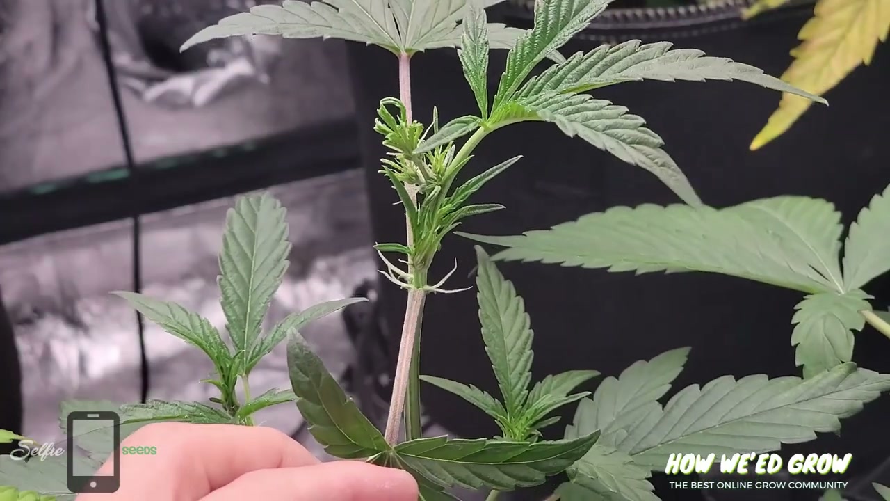 Female cannabis preflower showing two white stigmas at a stem node