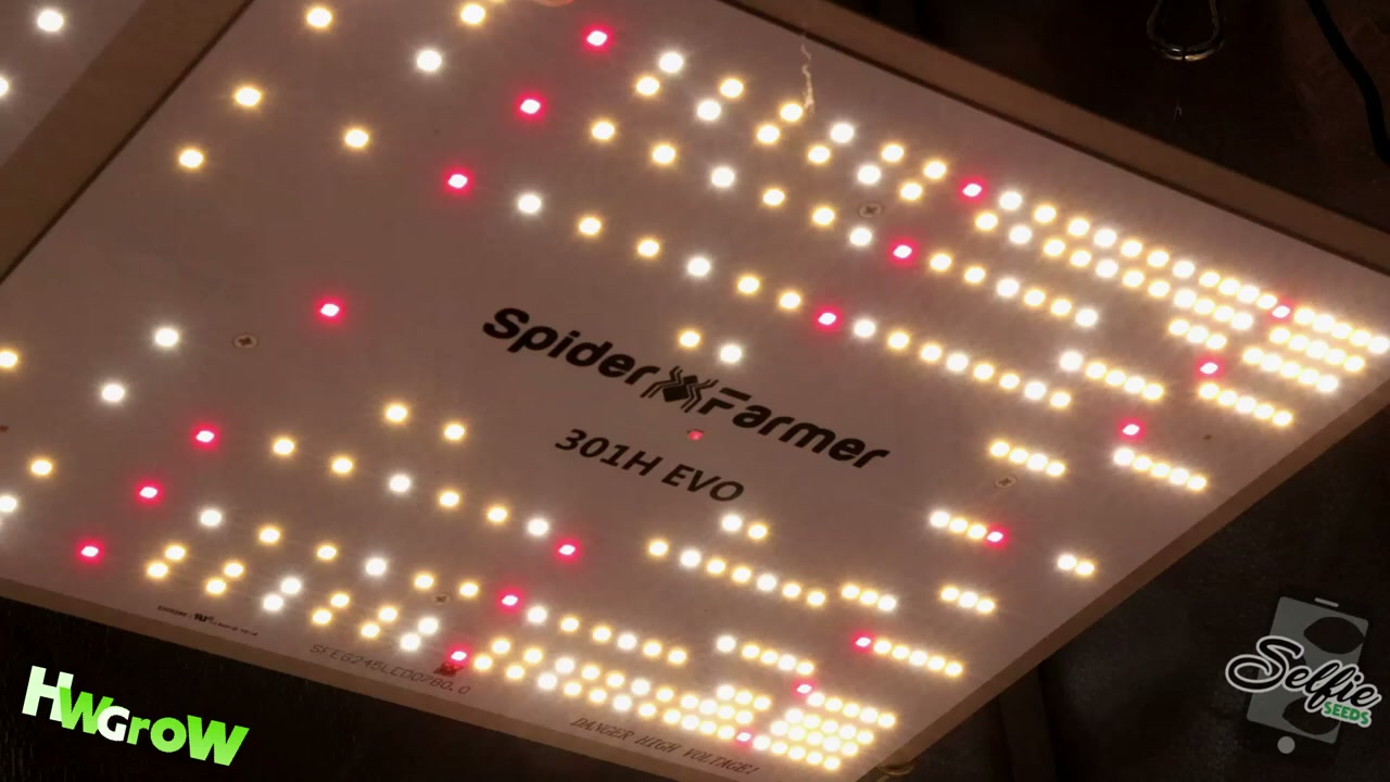 Full-spectrum LED grow-light board showing white and red diodes