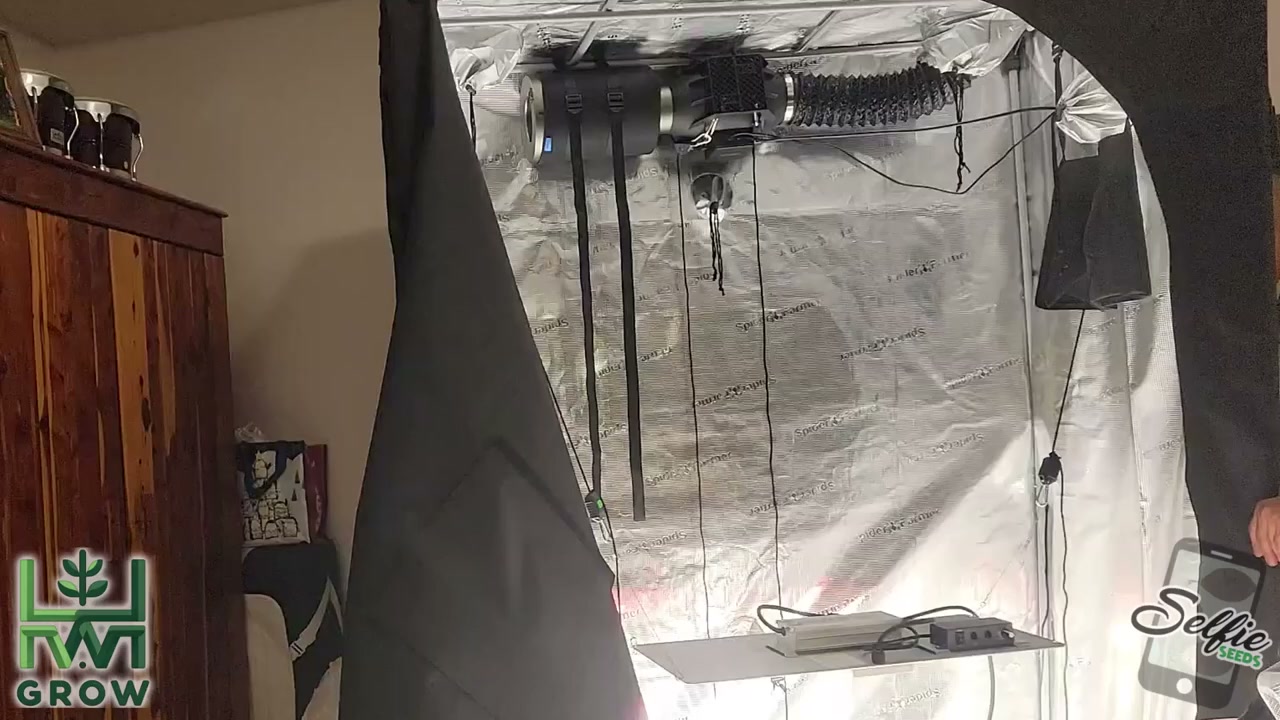 Grow tent with the LED light and exhaust system positioned near the ceiling