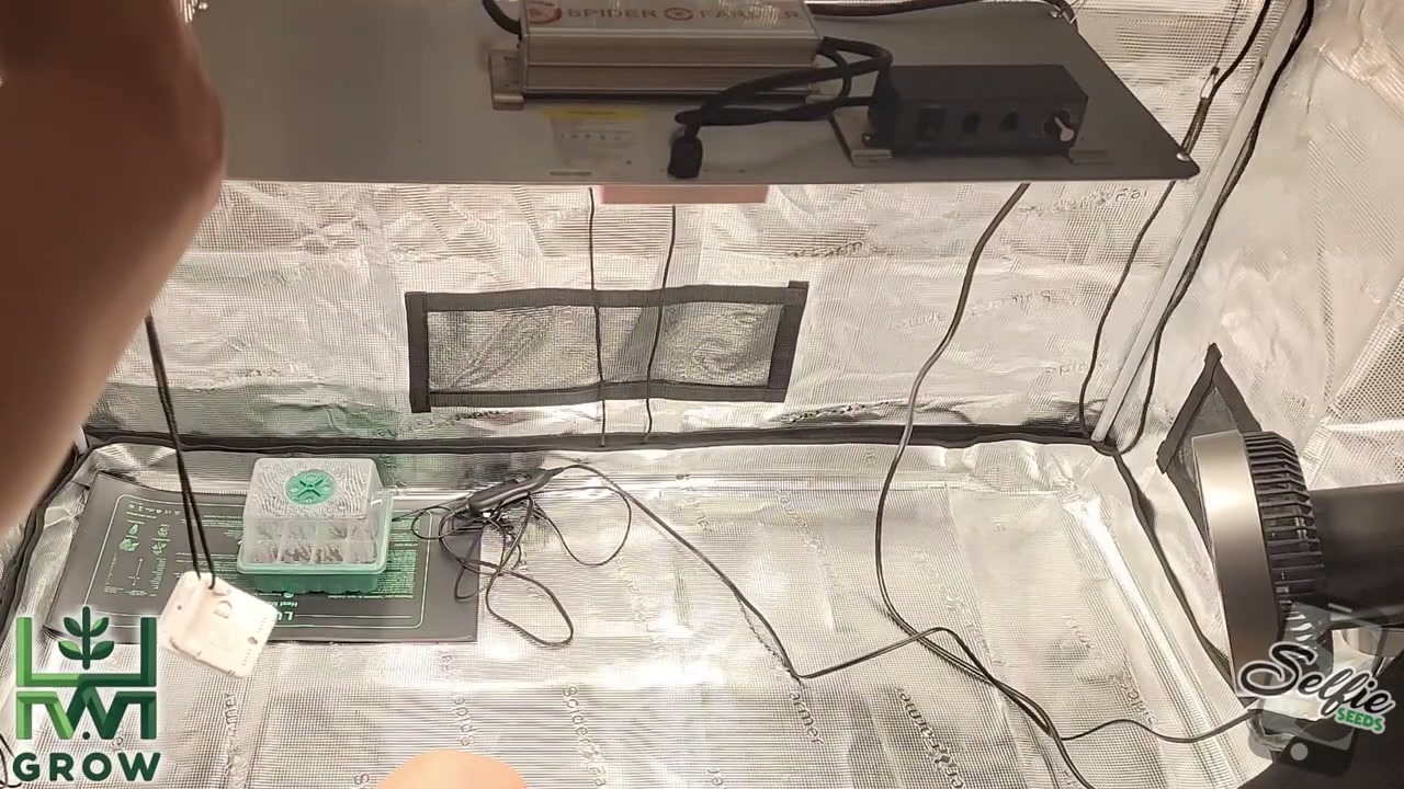 Positioning an EC oscillating fan beside a cannabis canopy in a grow tent