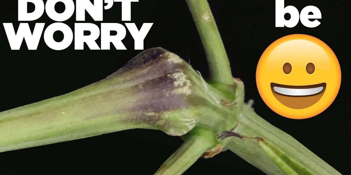 Supercropped cannabis branch recovering after a controlled bend