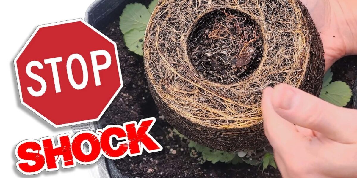 How to Transplant Seedlings Without Transplant Shock video tutorial