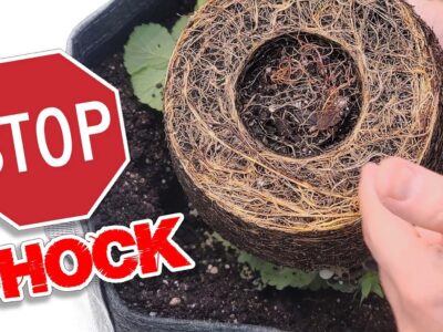 How to Transplant Seedlings Without Transplant Shock video tutorial