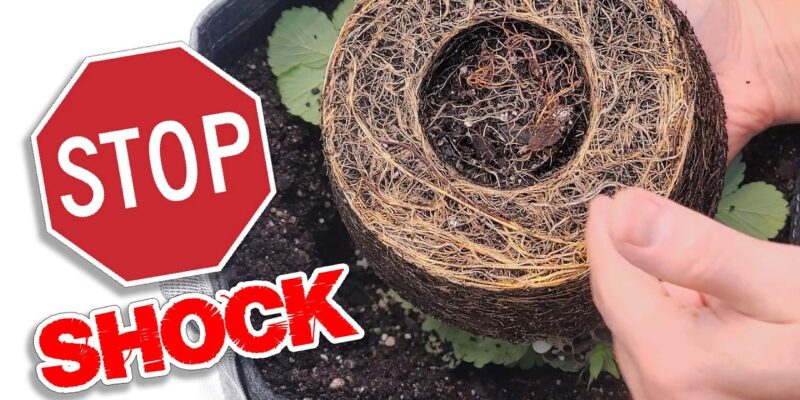 How to Transplant Seedlings Without Transplant Shock video tutorial