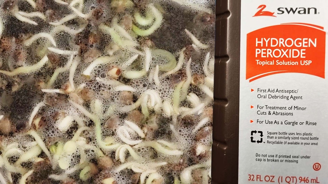 Three percent hydrogen peroxide reacting with organic matter for grow-equipment sanitation