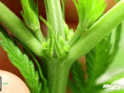Rounded cannabis pollen-bearing structures forming at a stem node