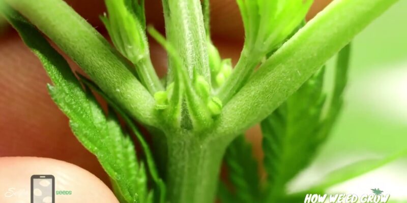 Rounded cannabis pollen-bearing structures forming at a stem node