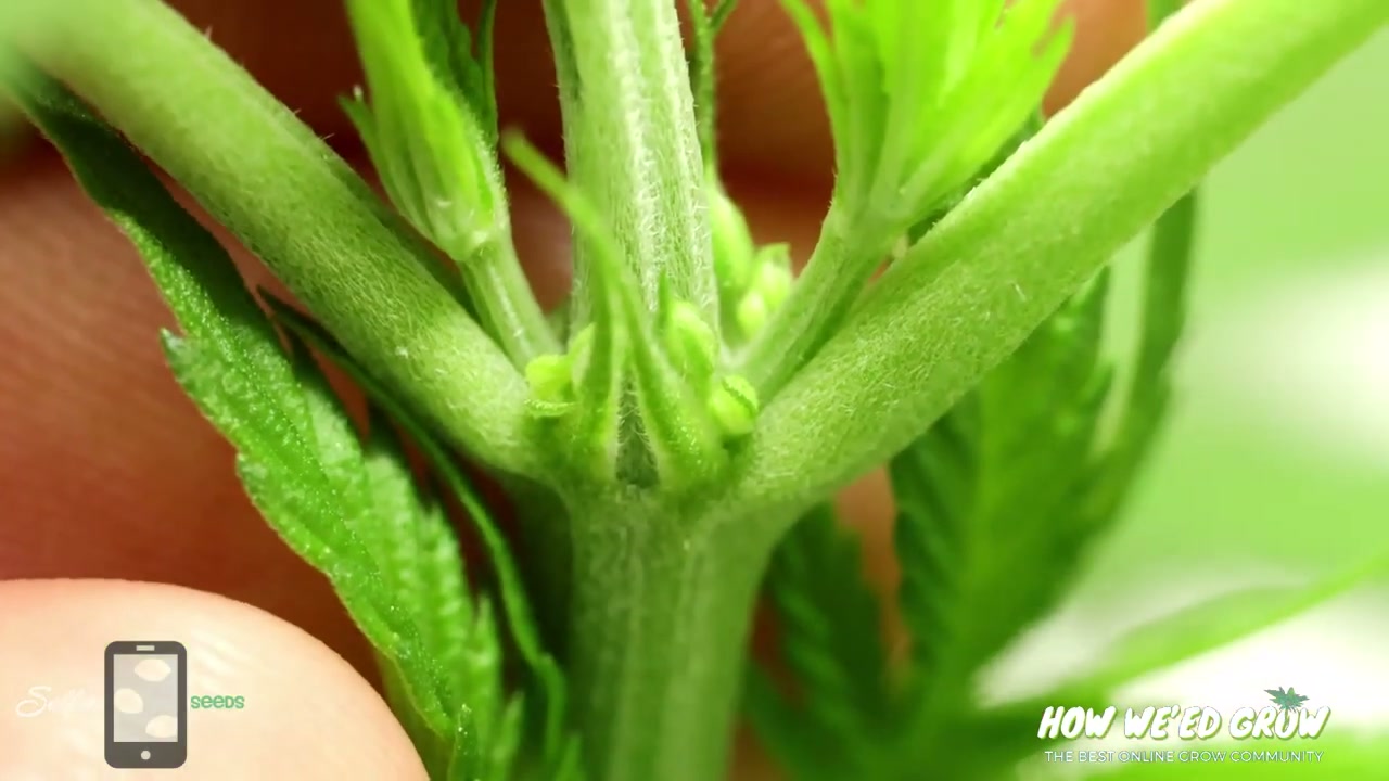 Rounded cannabis pollen-bearing structures forming at a stem node