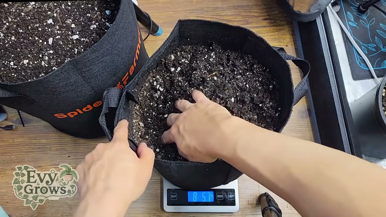 Mixing water evenly through soil in a fabric grow pot before transplanting