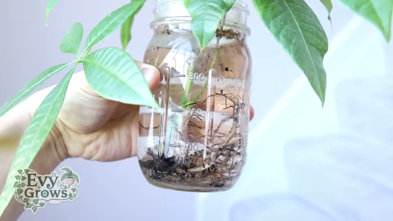 Rooted plant in a clear starter container ready to transplant