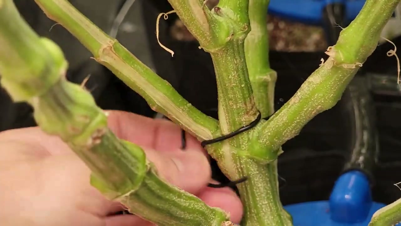 Healed supercropping knuckle on a mature cannabis stem