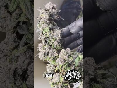 Top 3 Best Tasting Weed Strains of 2025 | Most Flavorful Cannabis with Amazing Terpene Profiles video thumbnail