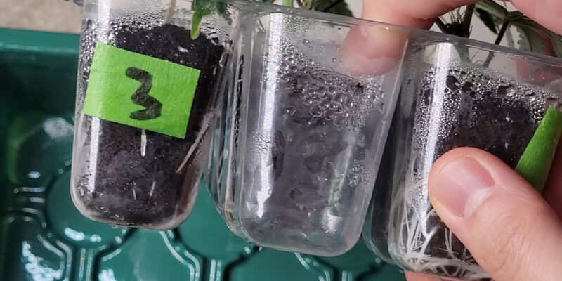 Two rooted cannabis clones selected for pollen donor and seed receiver roles