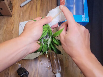 Three unrooted hemp snips prepared for overnight shipping and rooting